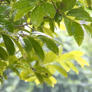 Close-Up of Raindrops on Leaves