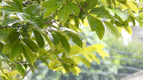 Close-Up of Raindrops on Leaves