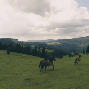 Wild Horses Running Across Plain