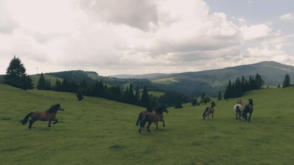 Wild Horses Running Across Plain